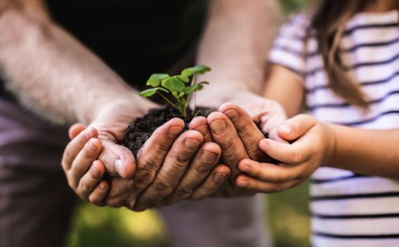 Adult and child hands holding dirt and sprouting plant