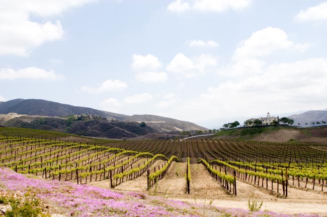 Outdoor view of Temecula Vineyard