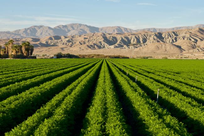 View of Thermal Carrot Farm