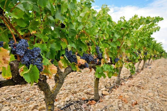 View of grape vineyard