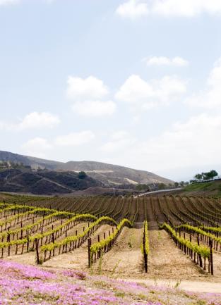 Outdoor view of Temecula Vineyard